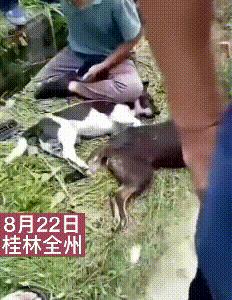 狗被偷狗贼偷了吃了,狗被狗贼偷了