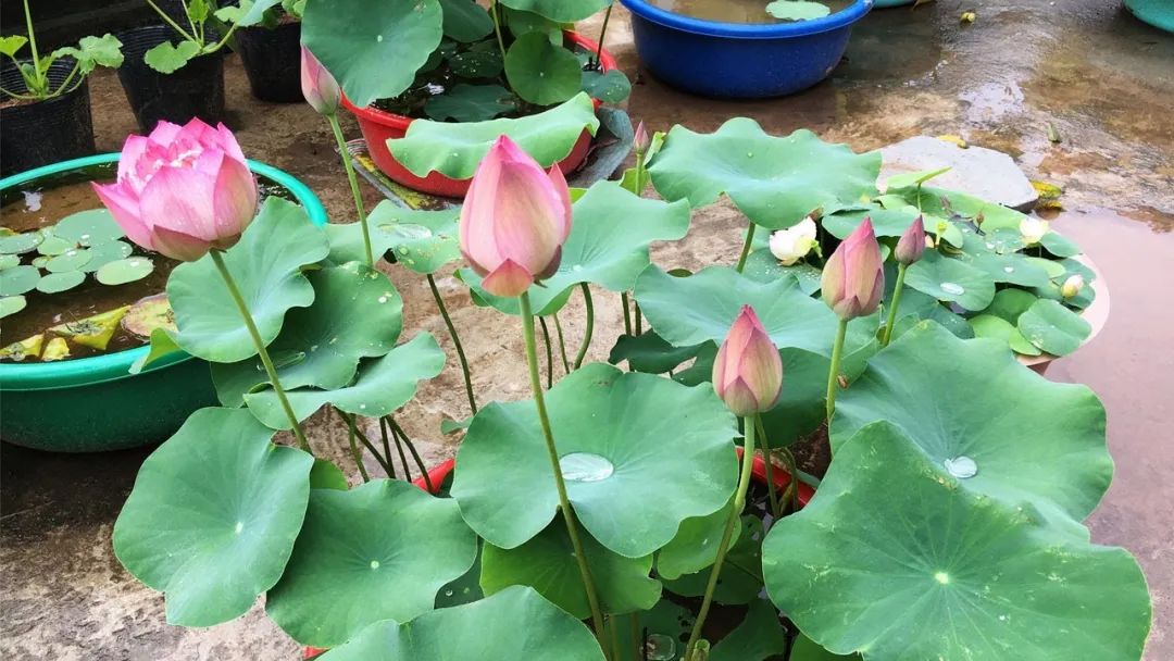 种植碗莲的时节,碗莲种植容器选择方法全过程