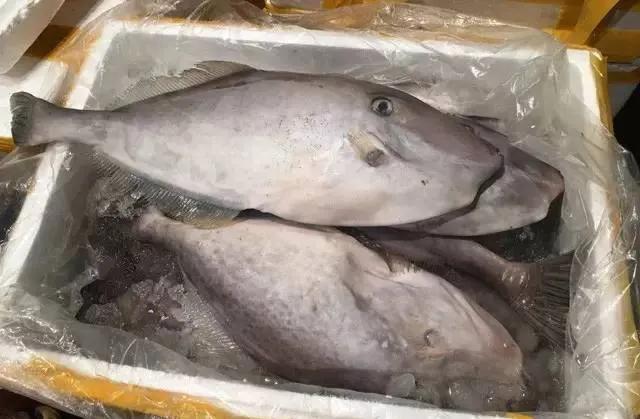 鱼类菜肴大全,鱼类食材大全