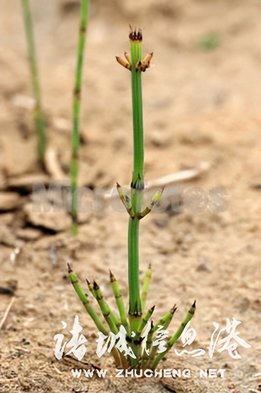 冠县常见野生保护植物,诸城野生动物排名