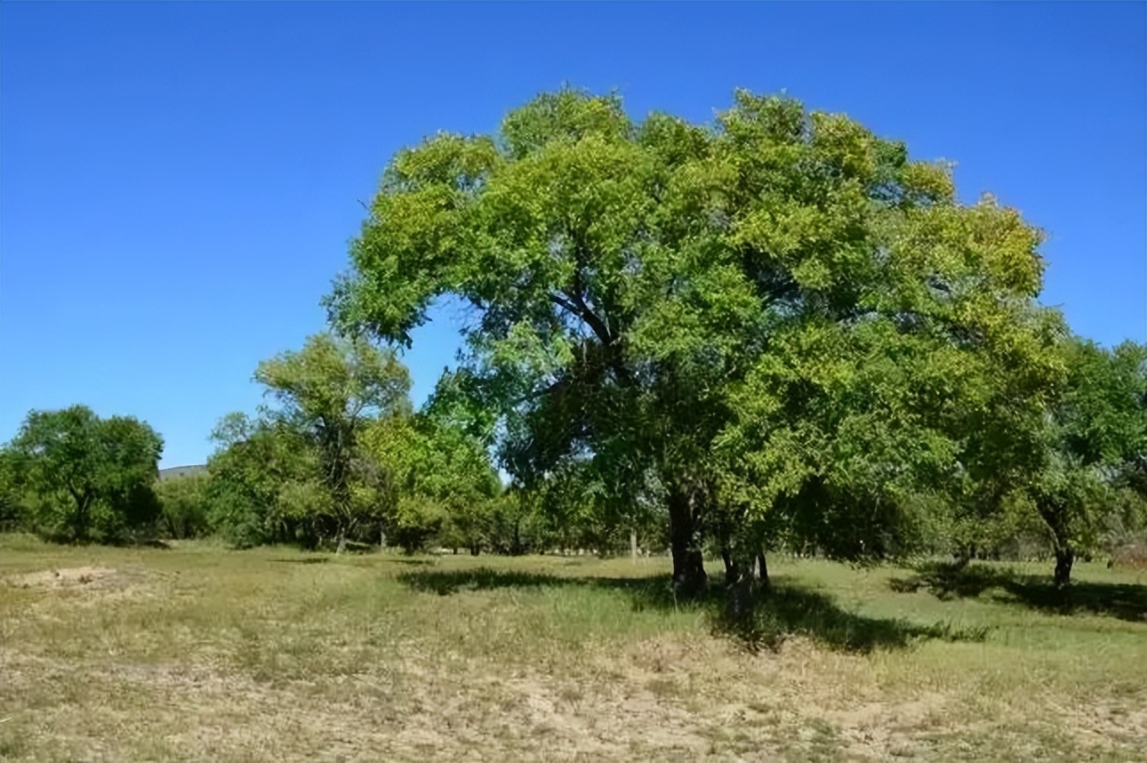 【喜讯】延安市王天成、刘西英、闫伟东、霍爱英四人成为中国作家协会新会员