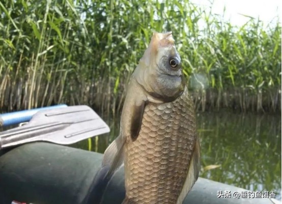 春分钓鲫鱼用多长的竿,春分后钓鲫鱼用什么饵料搭配