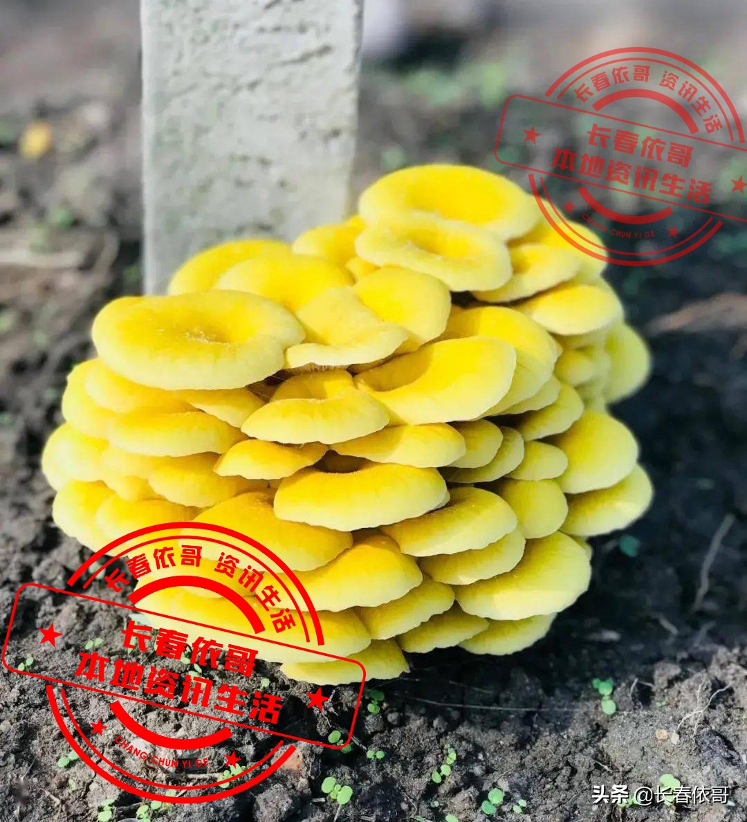 东北榛蘑排名前十的蘑菇,山珍长白山特产榆黄蘑