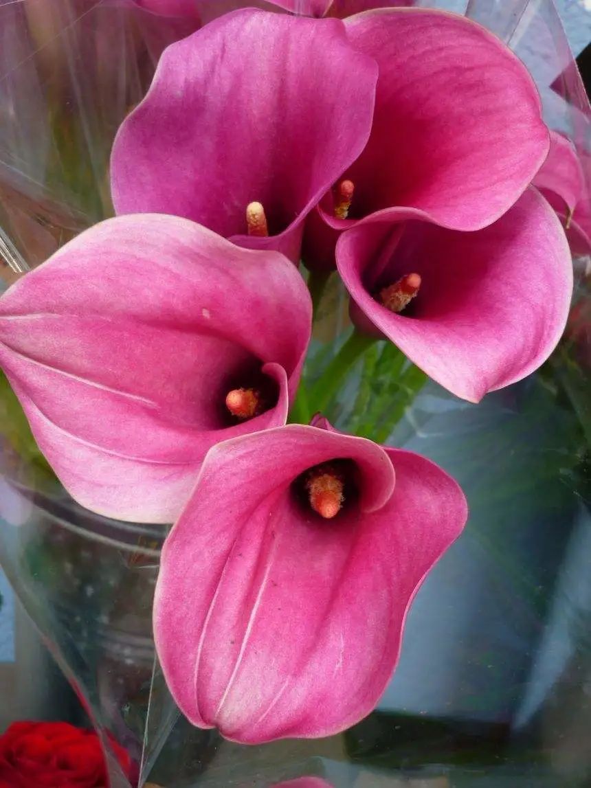 马蹄莲要开花了怎么养护,马蹄莲开花后怎么养护和管理