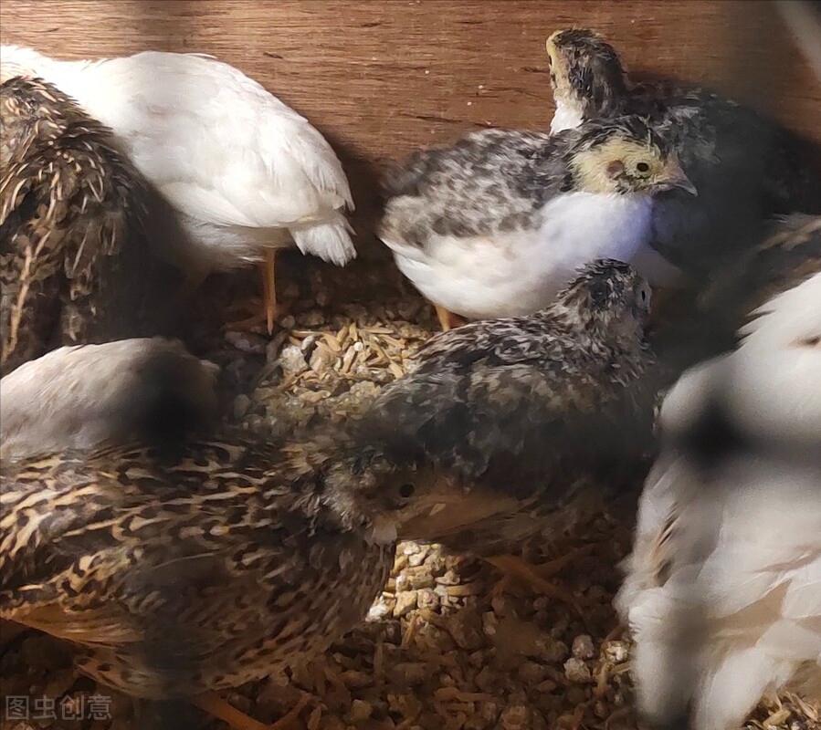 鱼缸养宠物鸡,室内养的下蛋鸡宠物有哪些