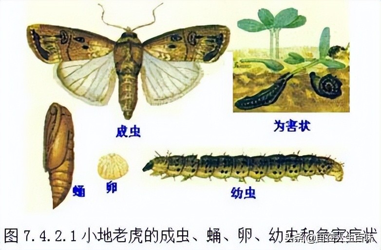 农村常见的虫子各叫什么名字,农村房子里面常见的虫子有哪些