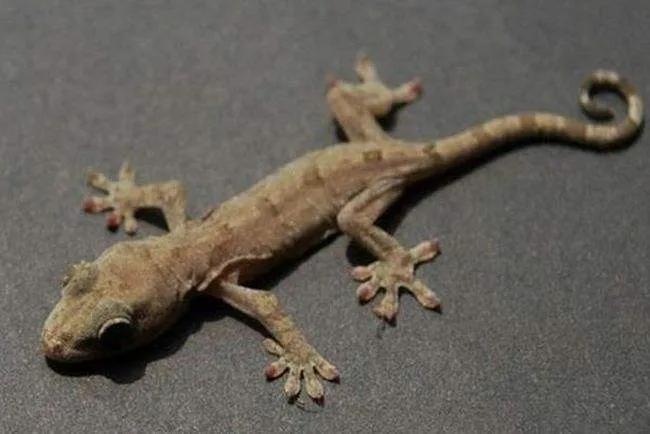 壁虎有毒吗壁虎会咬人吗,小壁虎有毒吗会咬人吗