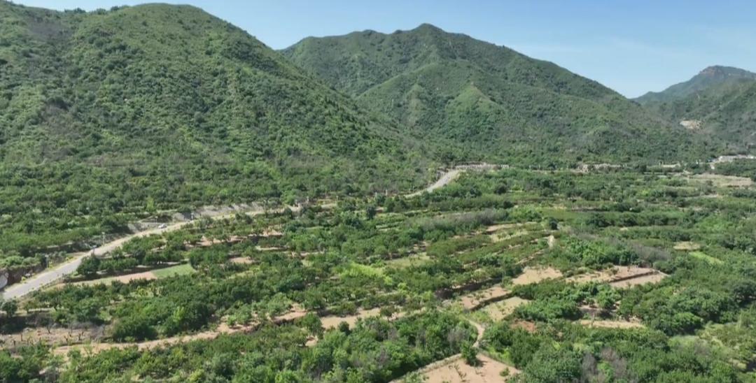 鹿泉丰收,致富路上瓜果飘香花盛开