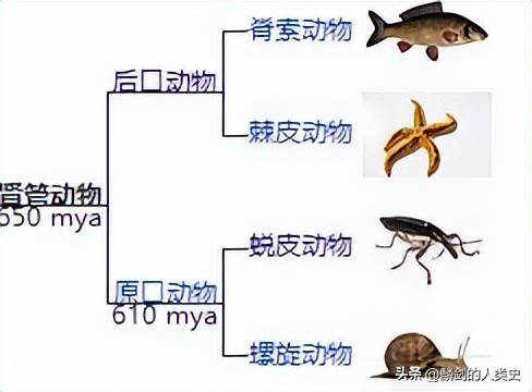 动物界分类图谱,动物科普常见动物