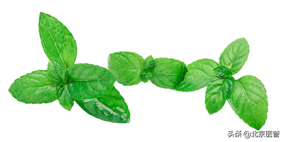 草药薄荷的功效,薄荷中草药作用