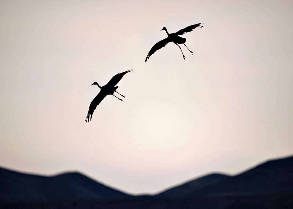 尼康Z800mmf/6.3VRS镜头深度评测
