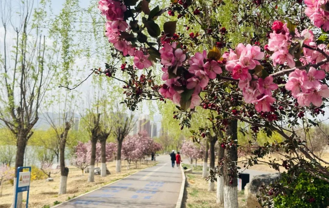 相邀北京冬奥公园看花海！首届永定河海棠赏花节来喽~