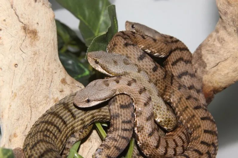 「原来欧洲有这么多种蛇？！」偷师卡塞尔的豢龙大师·下