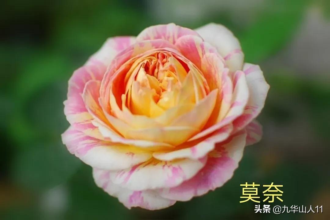 大花浓香勤花的月季品种,大花月季品种介绍大全图片及价格