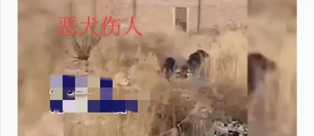 恶犬伤保安,恶犬伤人路人有效解救