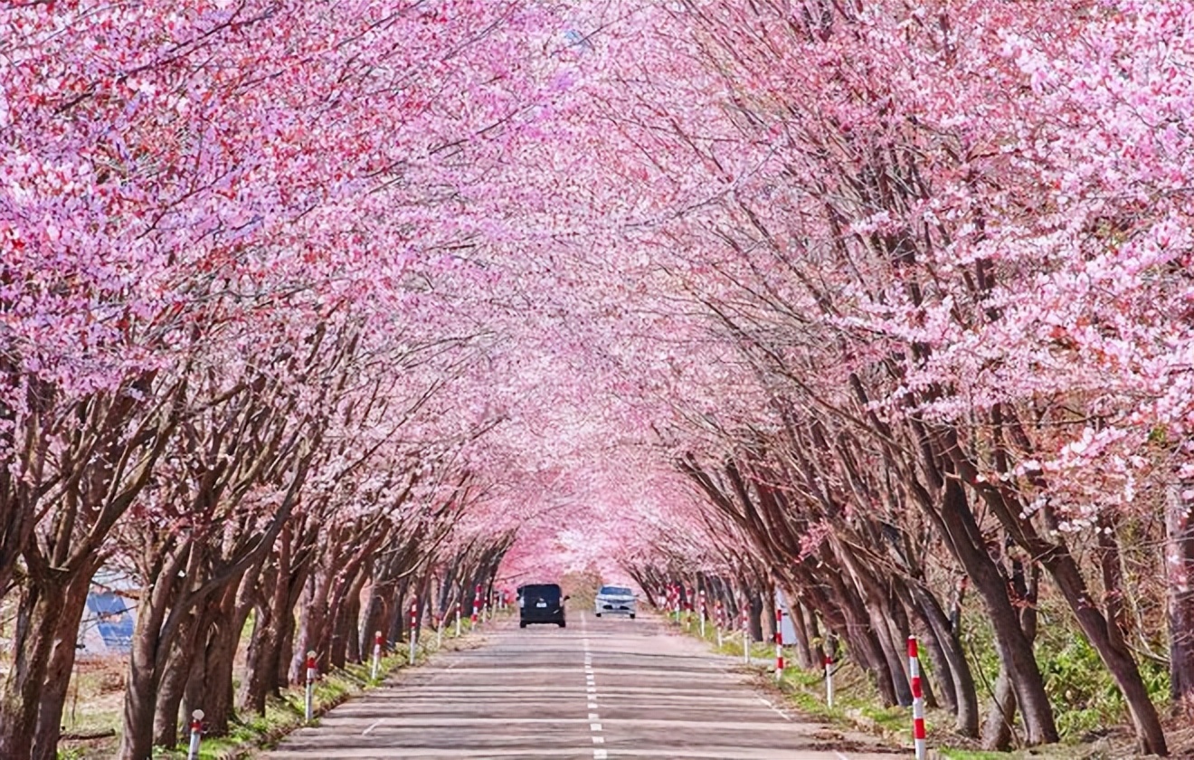 2023日本樱花观赏时间表,日本樱花花期2020