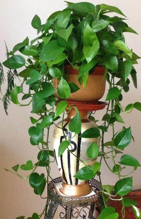 家里光照不足建议养这10种耐阴花,阴暗无光角落适合养什么花