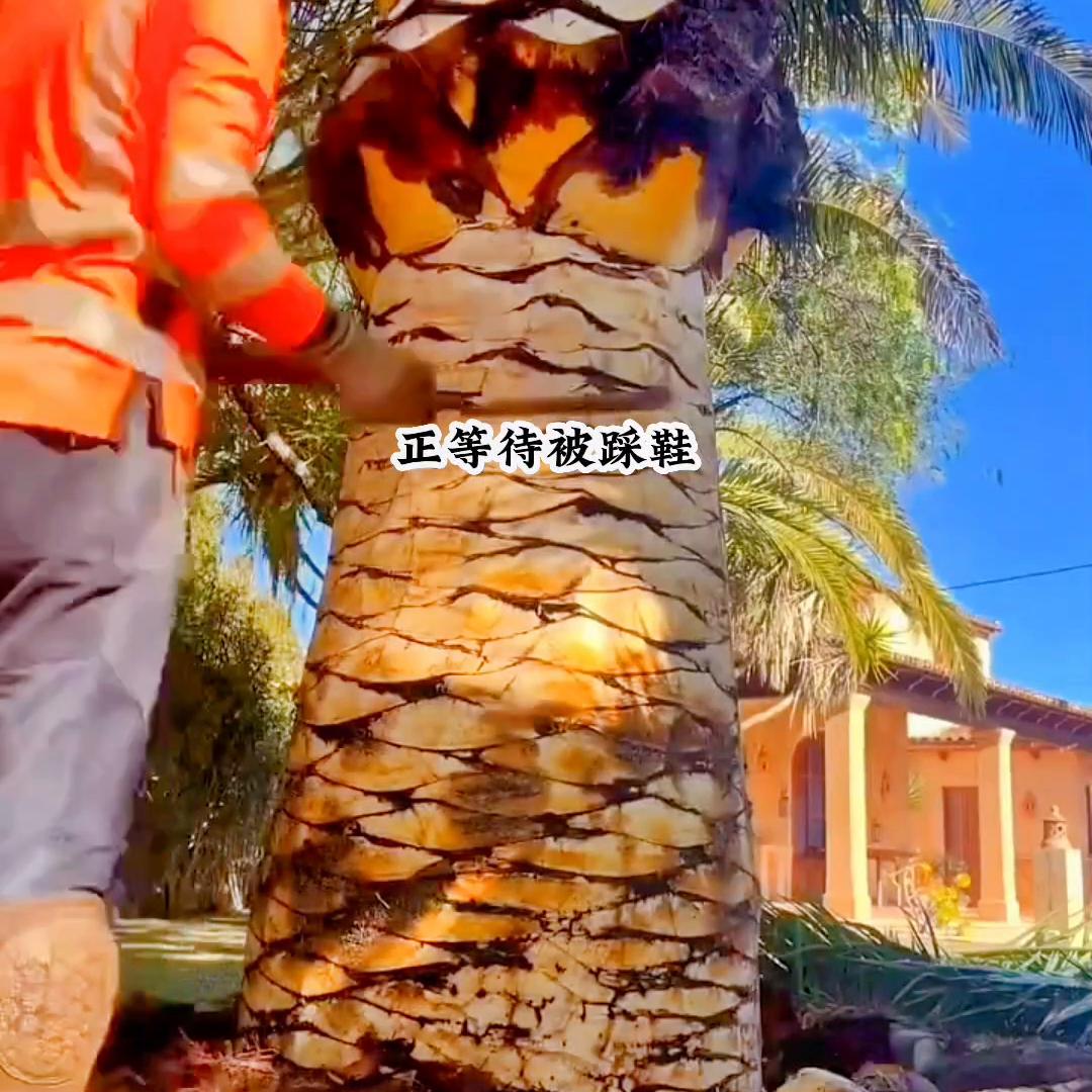 我穿成了po文女主她妈为了拯救她，我连夜让女主学了泰...