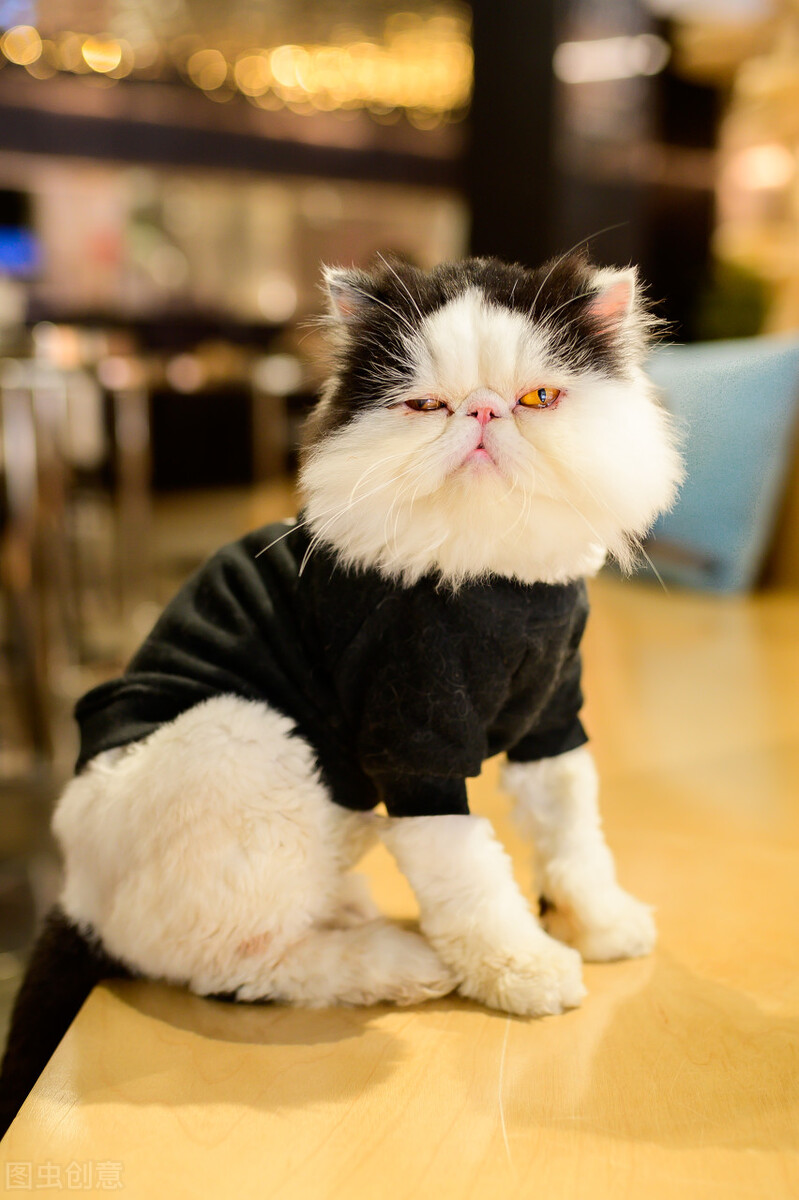 猫咪怕生怎么绝育,2个月的猫咪特别怕生怎么办