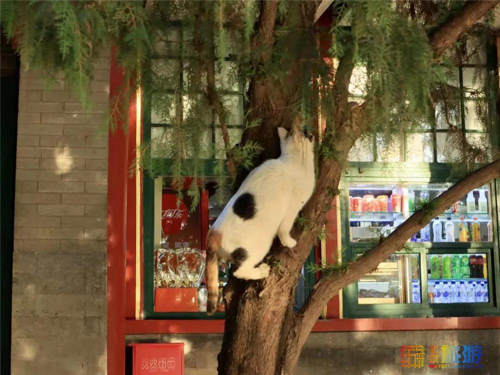 故宫御猫最火的猫,北京故宫的猫为什么叫御猫
