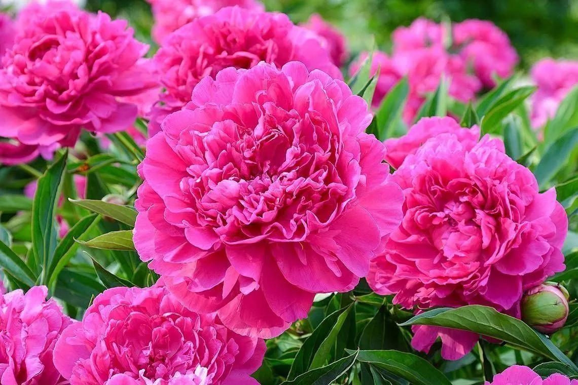 花园里的花散发着怎么样的清香,一年四季花园都有美丽的花