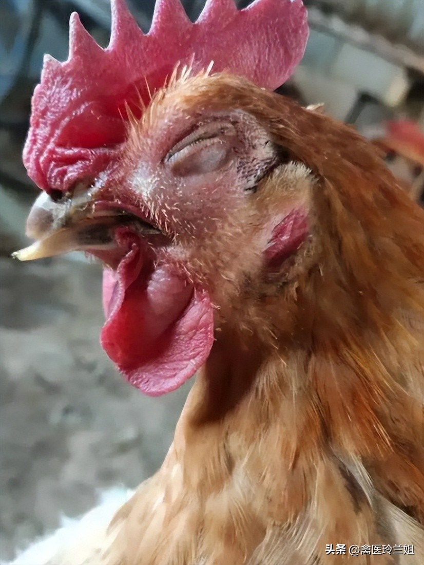 禽医玲兰姐谈鸡冠癣的治疗与预防