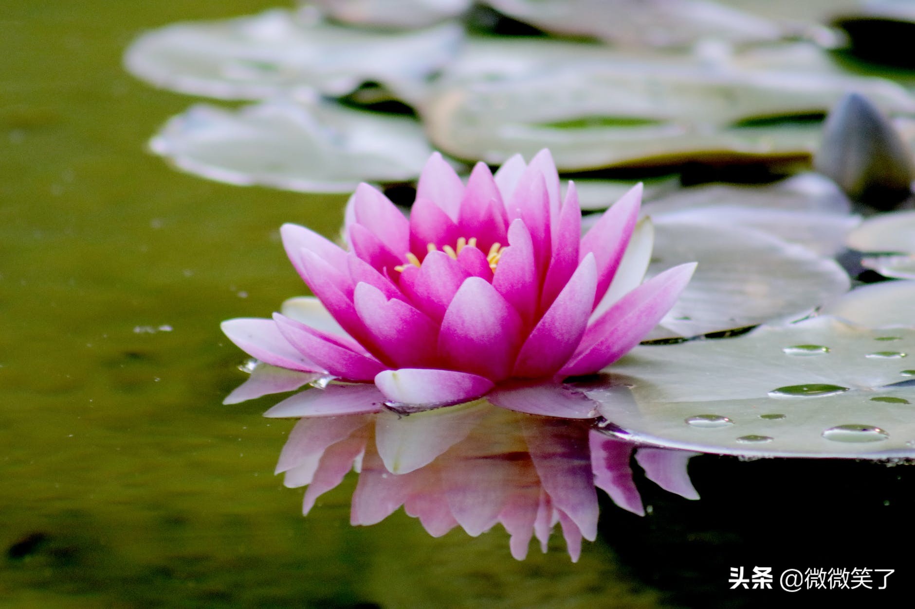 次第花开的真谛,关于次第花开的感悟