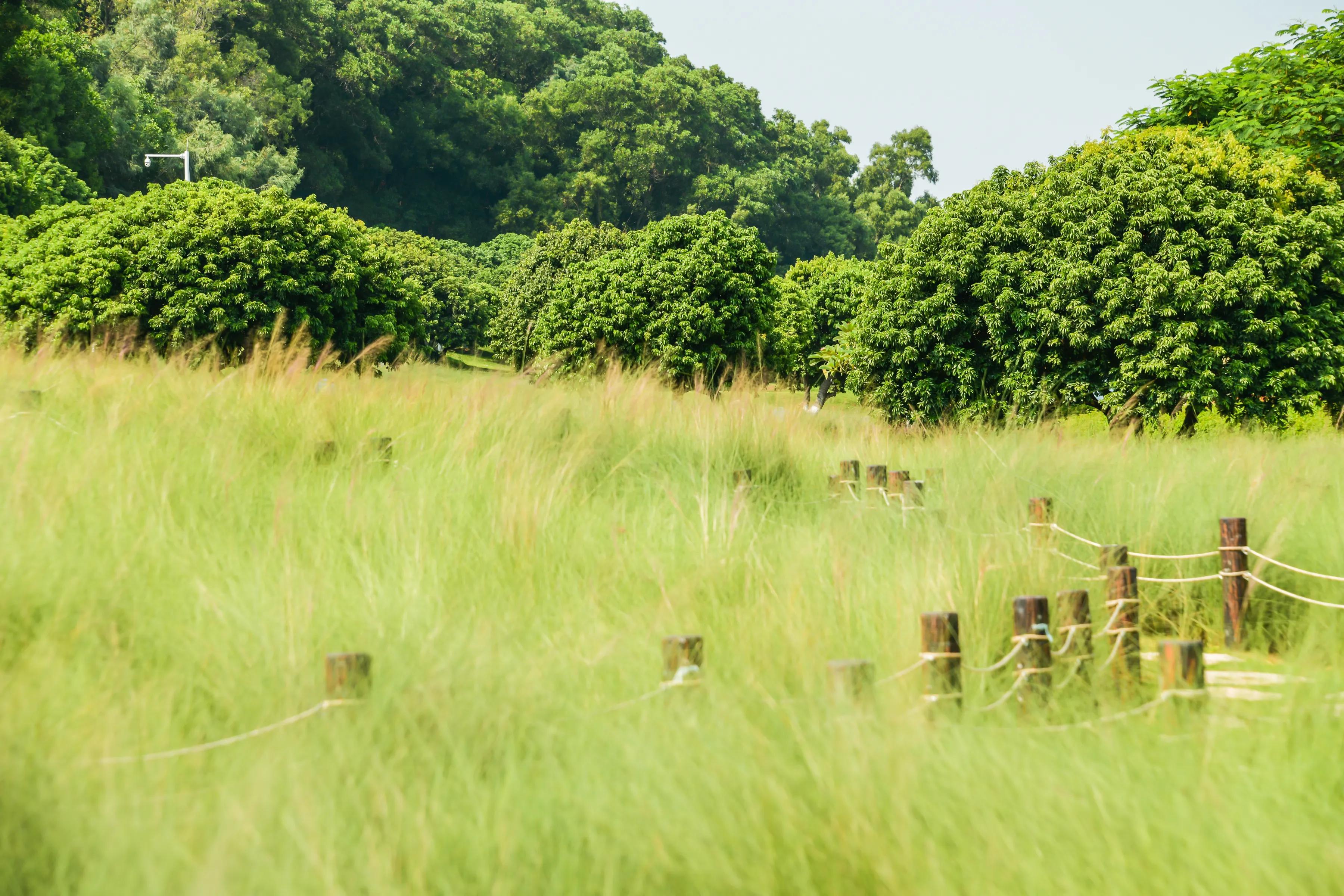 网红森林公园旅游,周日网红公园一游