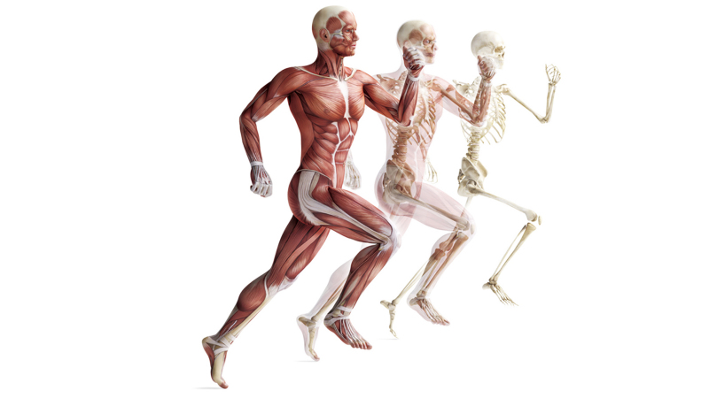 人类进化后失去体毛留下头发,人类怕冷为啥不会进化出毛发