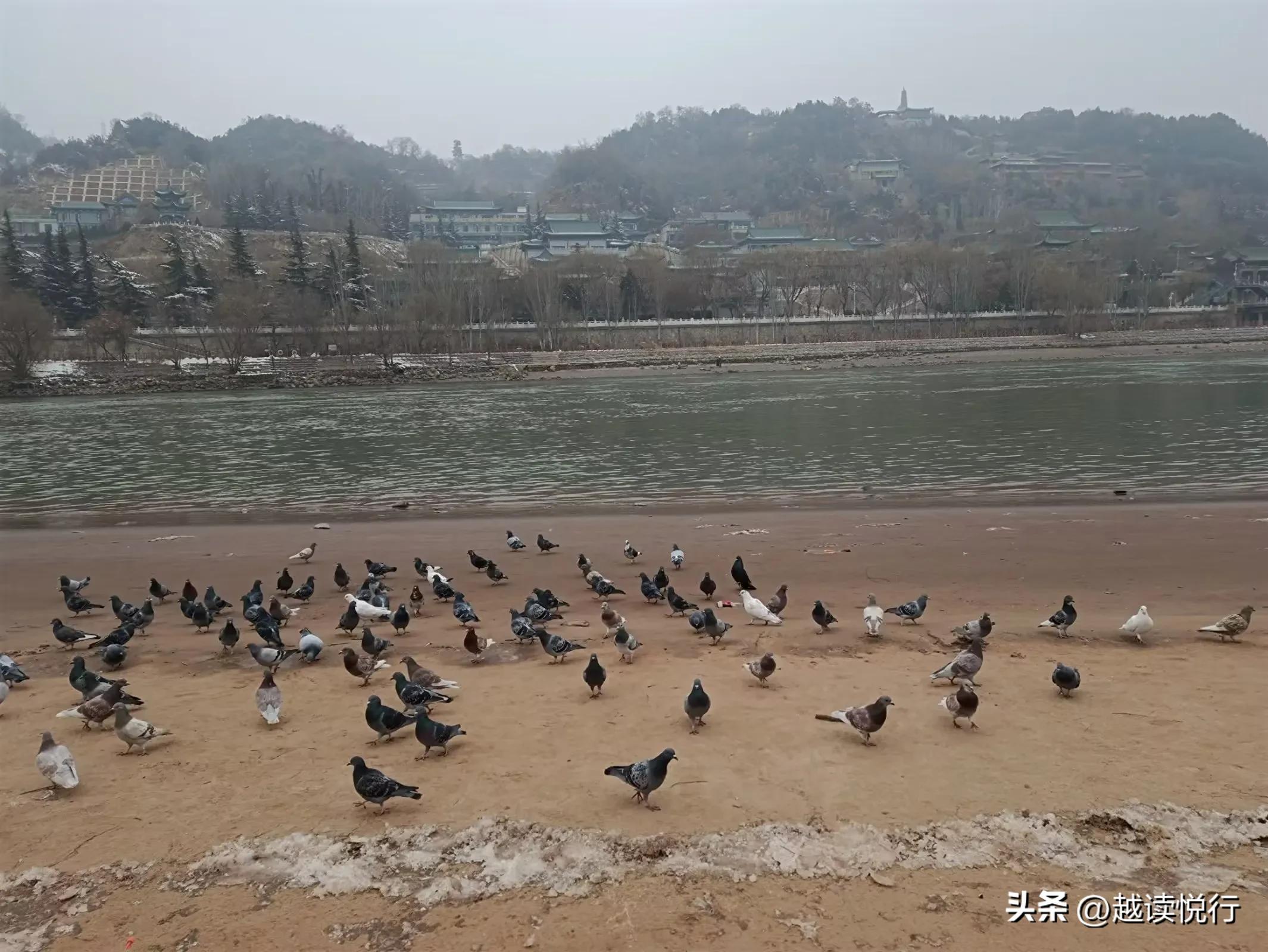 北方春来迟，料峭春寒中，看黄河水暖，白塔山醒！