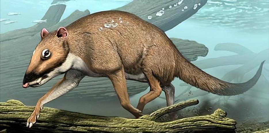 海洋霸主虎鲸大白鲨被瞬间秒杀,大白鲨和虎鲸对人类的攻击性比较