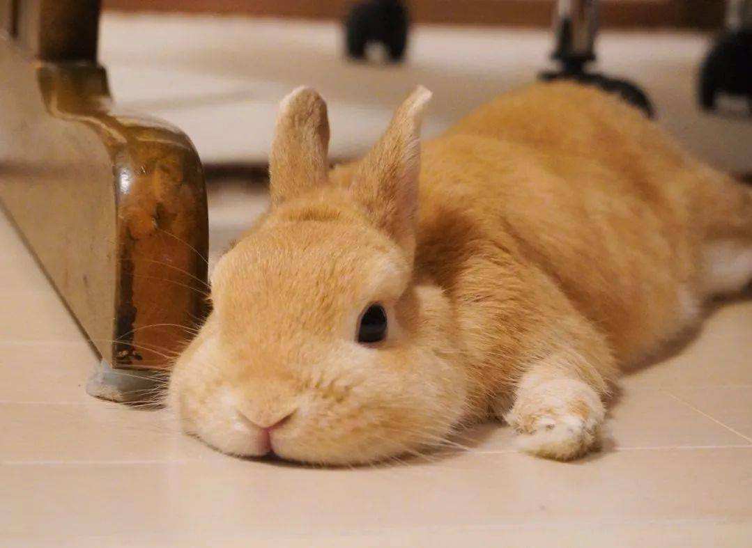 狗急跳墙兔子咬人怎么处理,宠物兔子喜欢咬人吗