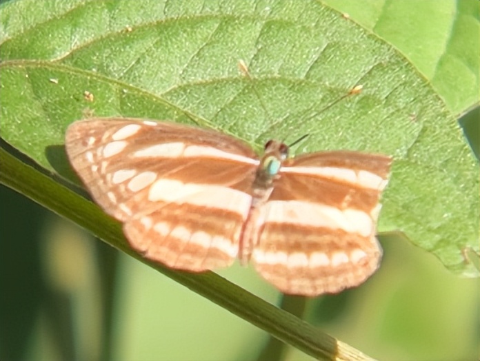挑战观察昆虫,挑战看蜘蛛视频