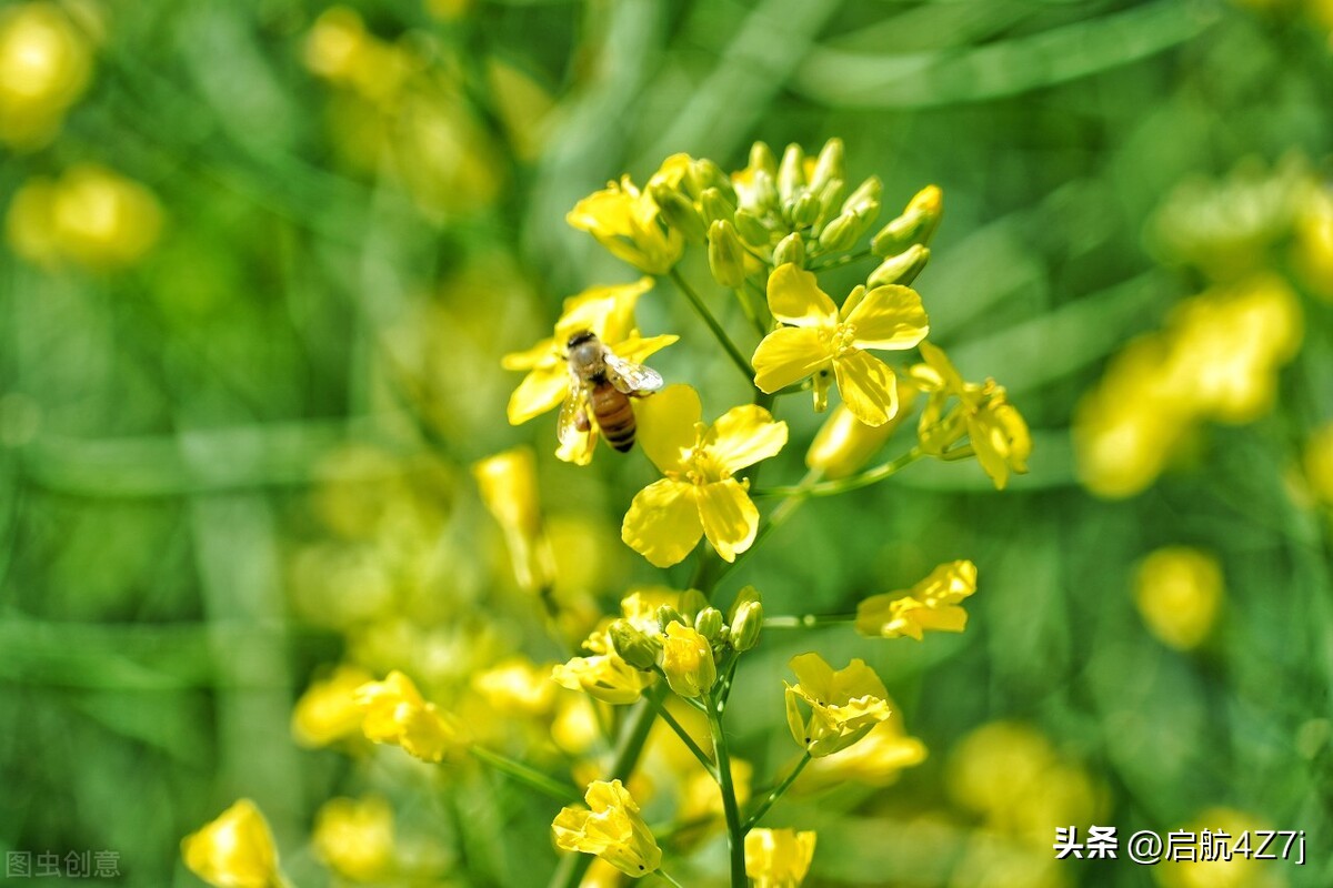 蜜蜂蛰了怎么处理,蜜蜂做工儿歌