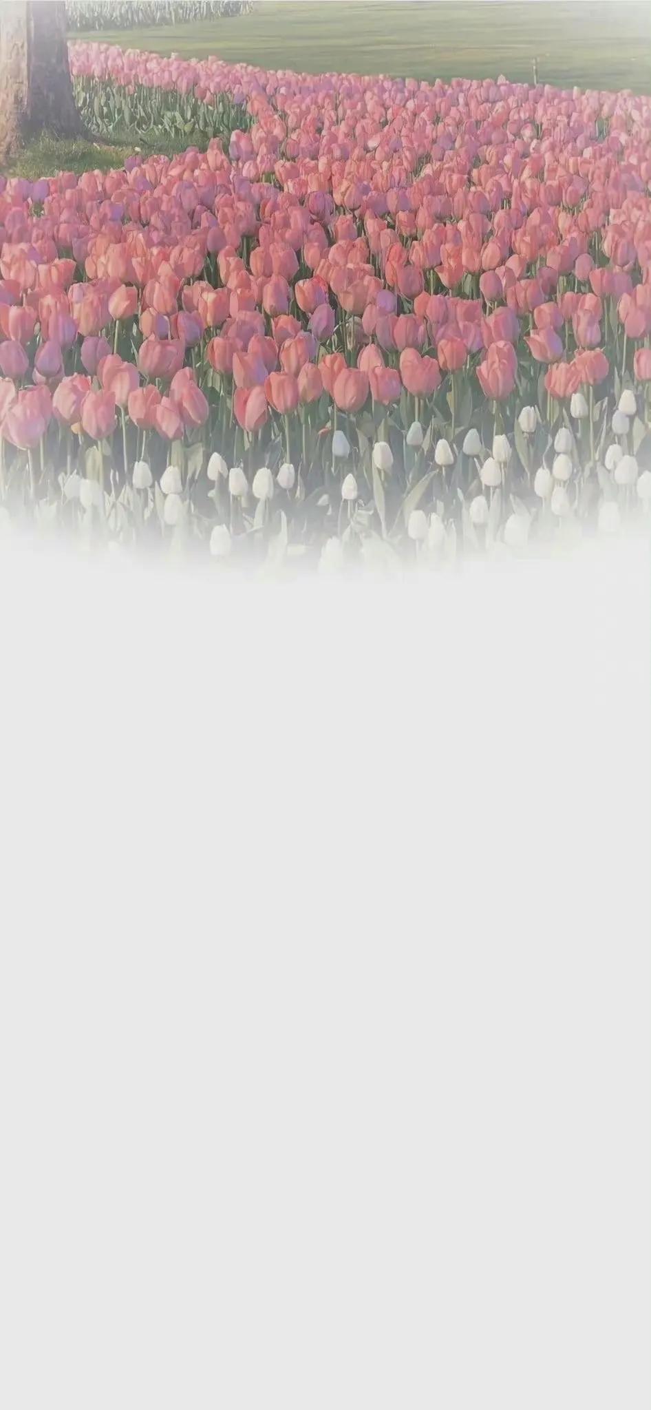 聊天背景图高清无水印清新,好看的聊天背景图唯美清新