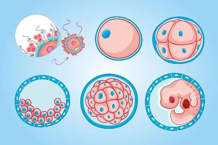 备孕前不做检查可以吗,备孕前哪些检查可以不做