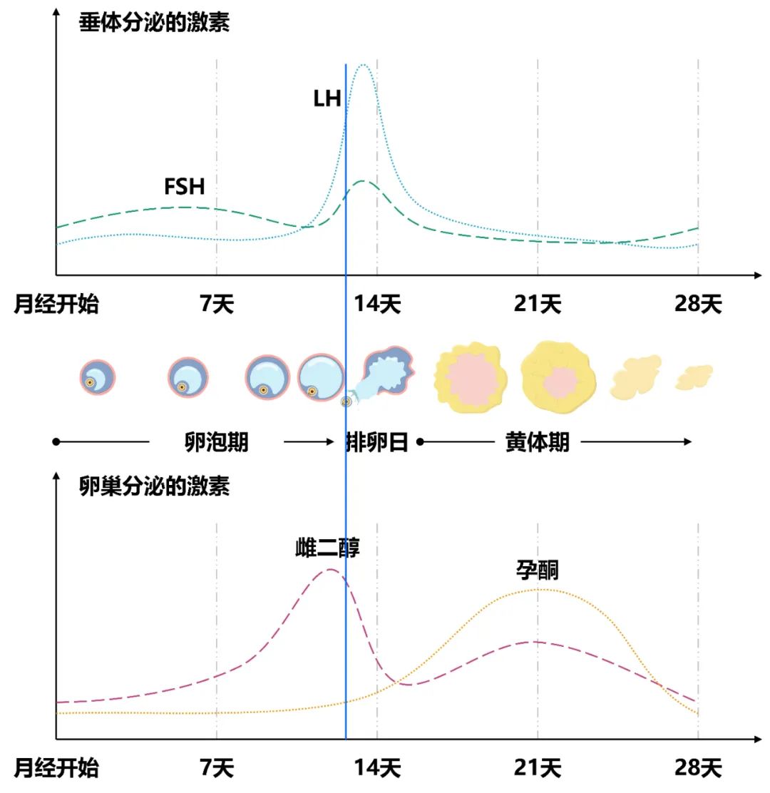 月经期性激素6项正常值参考范围,性激素6项多少钱大概几天出结果