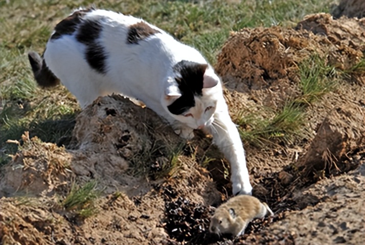 辽宁国家粮仓遭鼠患，员工训练流浪猫当兵入伍，厂内上演猫鼠大战