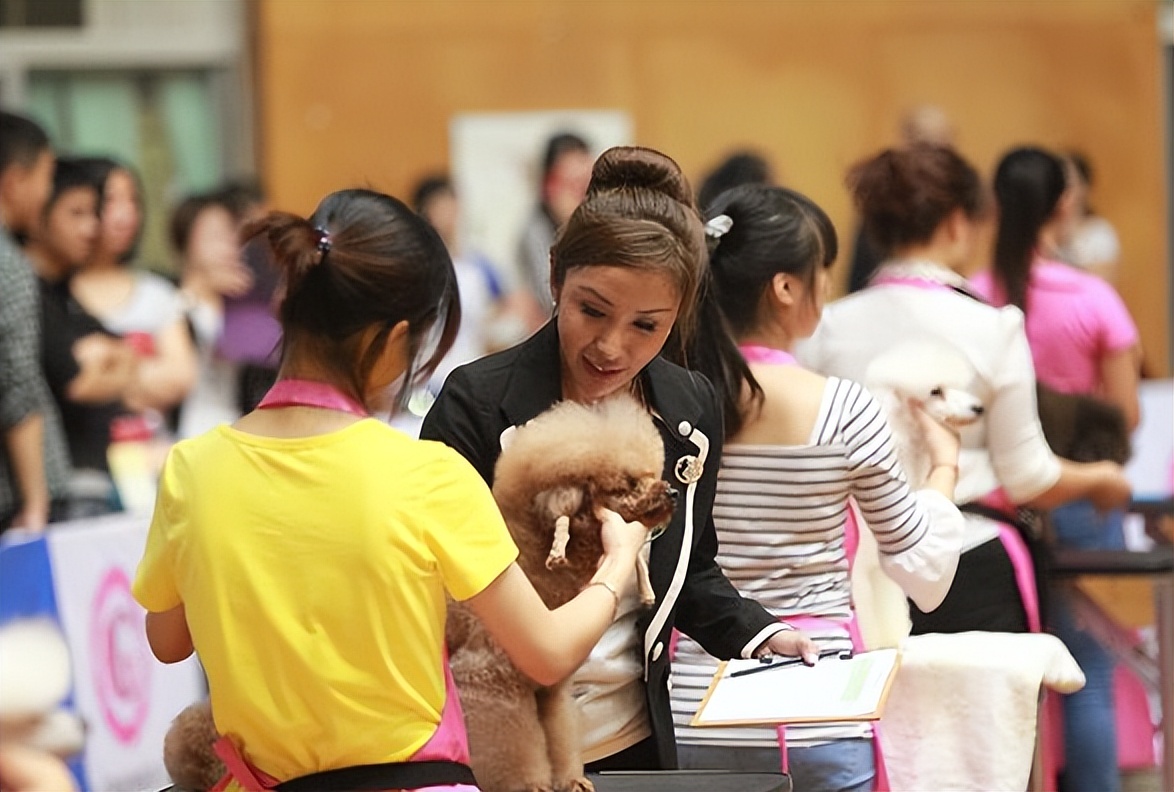 宠物美容加盟店怎么开好呢,宠物美容店加盟哪家好