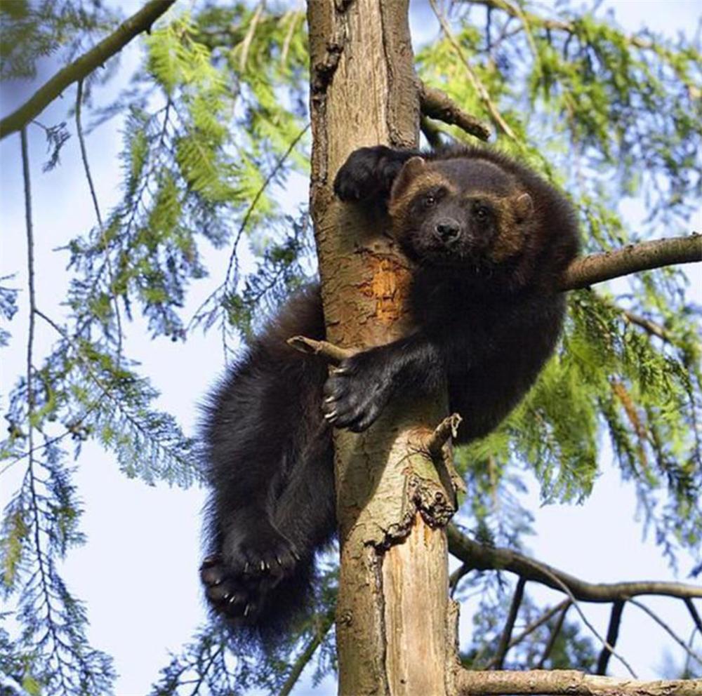 狼群偷袭棕熊的视频,狼群捕杀棕熊