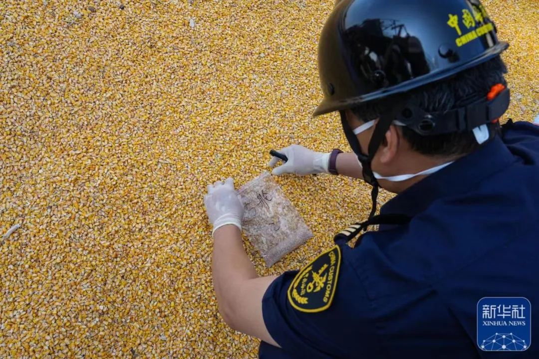 【5月5日星期五】新闻打包听！台当局拟让农药超标日本草莓合法？岛内农民：拍日本人马屁