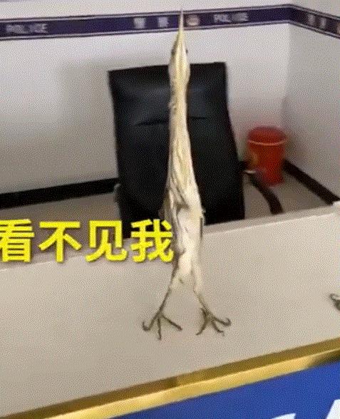 男子户外遇怪鸟受伤全身雪白带灰,湖北一男子回家途中看见一只怪鸟