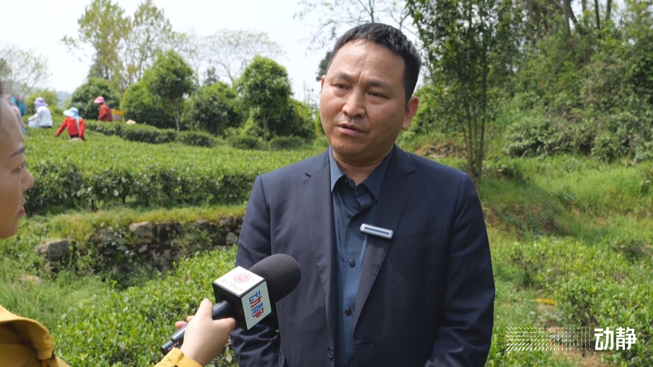 凤冈锌硒茶品牌,凤冈锌硒茶乡村振兴策划书