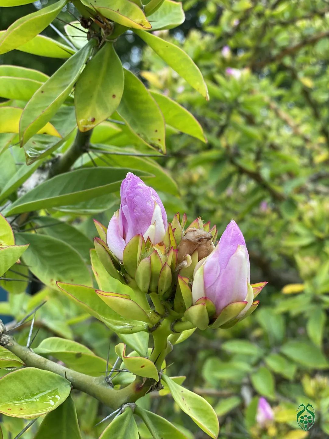 仙人掌花开的如此绚烂,仙人掌开花代表什么