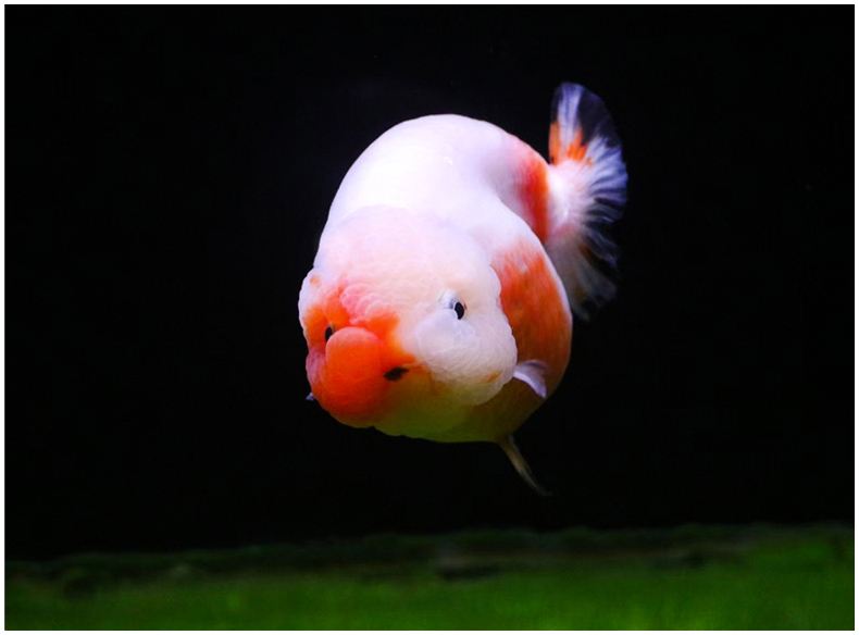 鱼缸大饲养密度小兰寿金鱼能活吗,兰寿金鱼饲养照明灯有必要吗