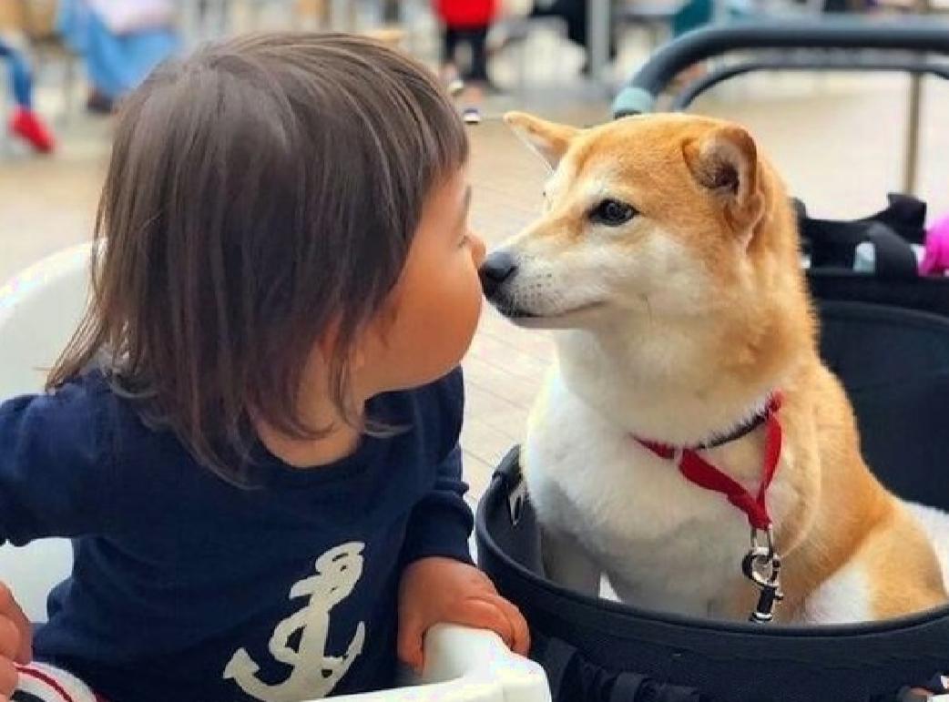 如果狗出现这几种情况会怎样,一只狗有这几种行为说明智商很低