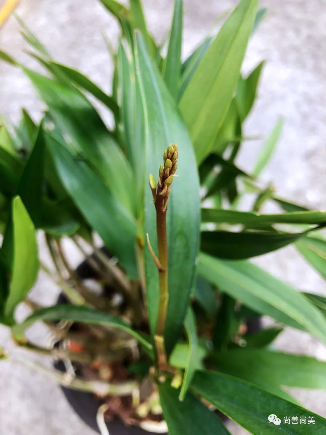 香水石斛兰花怎么养,家养香水石斛为什么不开花