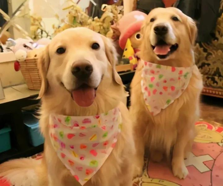 6种最聪明的狗狗你有没有养过呢,最受欢迎的10种狗狗排行榜