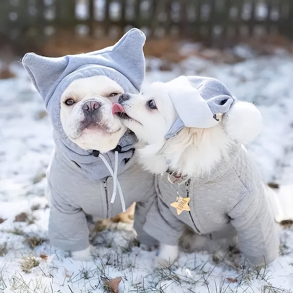 狗狗奇葩的几种交配方式,真的让人大开眼界