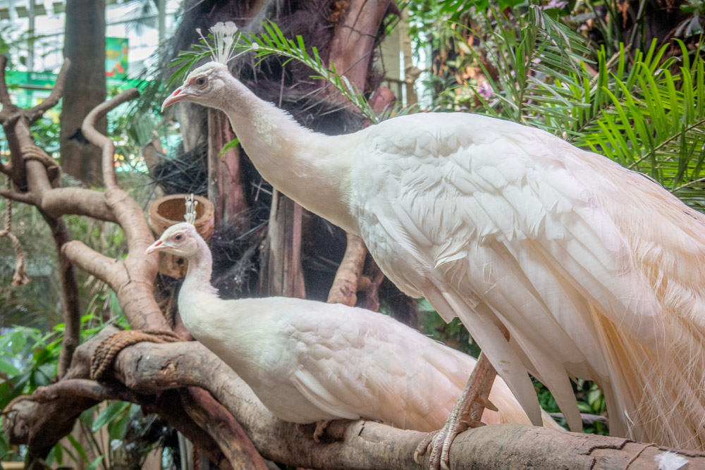 广州长隆野生动物园蛇之秘境,广州这个城市真的好繁华
